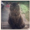 MAIZY - offered by owner - Senior Male