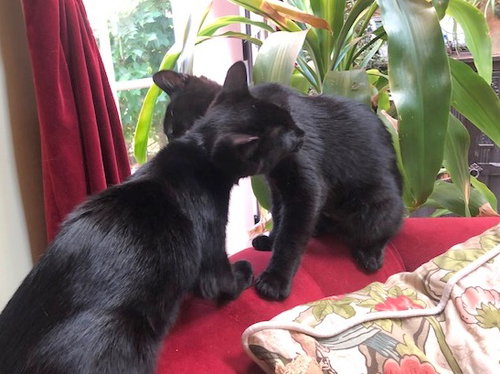 DOUGALL & FERGUS - Offered by Owner- SPECIAL NEEDS