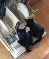 DOUGALL & FERGUS - Offered by Owner- SPECIAL NEEDS