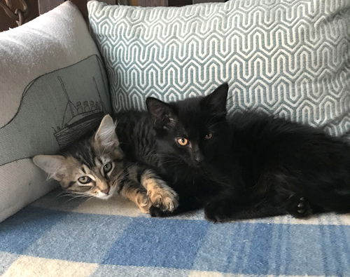 BEANS and OLIVER - Bonded brothers