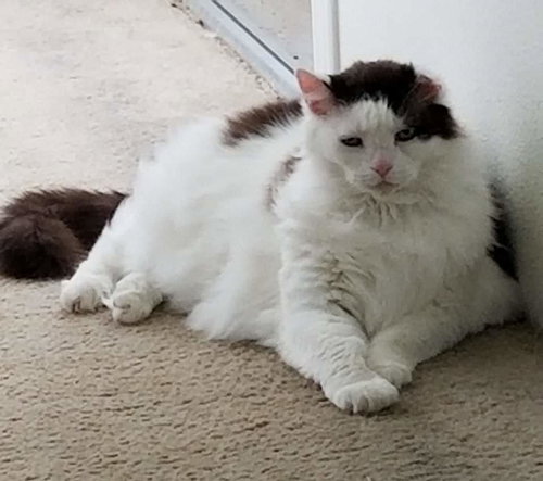 MURPHY - Offered by Owner - Ragdoll mix