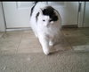 MURPHY - Offered by Owner - Ragdoll mix