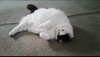 MURPHY - Offered by Owner - Ragdoll mix
