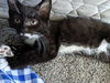 DOT & DOMINO - Sibling pair