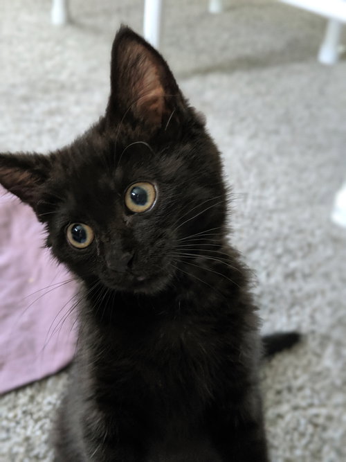 DOT & DOMINO - Sibling pair