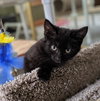 DOT & DOMINO - Sibling pair