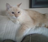 TUCKER - Offered by Owner Siamese Senior