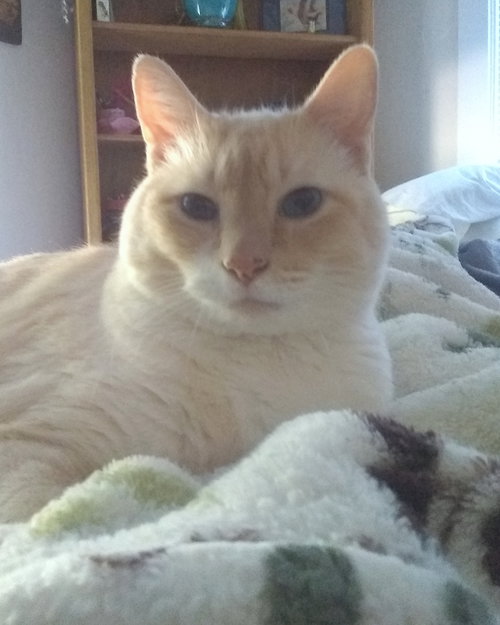 TUCKER - Offered by Owner Siamese Senior