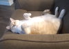 TUCKER - Offered by Owner Siamese Senior
