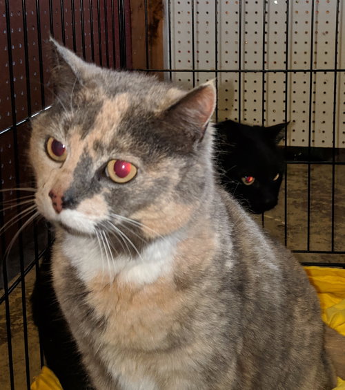 Mukwai and Shadow - Offered by Owner sisters