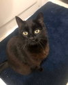 Mukwai and Shadow - Offered by Owner sisters