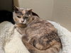 Mukwai and Shadow - Offered by Owner sisters