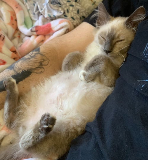 Marshall - One of The Cuddle Bug Trio