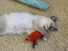 Marshall - One of The Cuddle Bug Trio