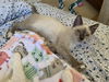 Marshall - One of The Cuddle Bug Trio