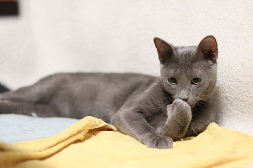 SASHA - Offered by Owner Russian Blue Mix