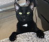 JOEY - Offered by Owner
