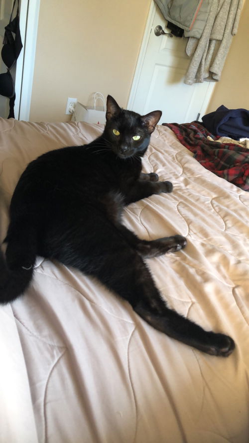 JOEY - Offered by Owner