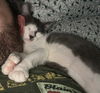 OLLIE & PEPE - The Polydactyl Cuddle Bug Duo