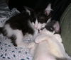 OLLIE & PEPE - The Polydactyl Cuddle Bug Duo