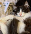OLLIE & PEPE - The Polydactyl Cuddle Bug Duo