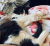 OLLIE & PEPE - The Polydactyl Cuddle Bug Duo