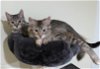 ABBY & BELLE - Bonded Kitten Sisters