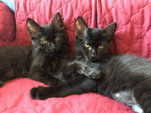 ANISE - One of the SPICE KITTENS