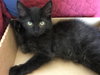ANISE - One of the SPICE KITTENS