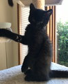 ANISE - One of the SPICE KITTENS