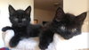ANISE - One of the SPICE KITTENS