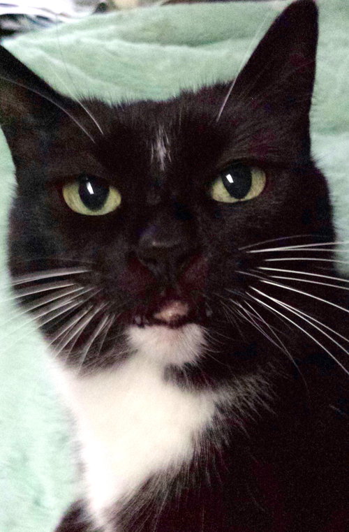 SOPHIE - Offered by Owner
