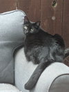 TRICKY - Offered by Owner - Young Female