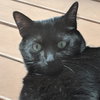 TRICKY - Offered by Owner - Young Female