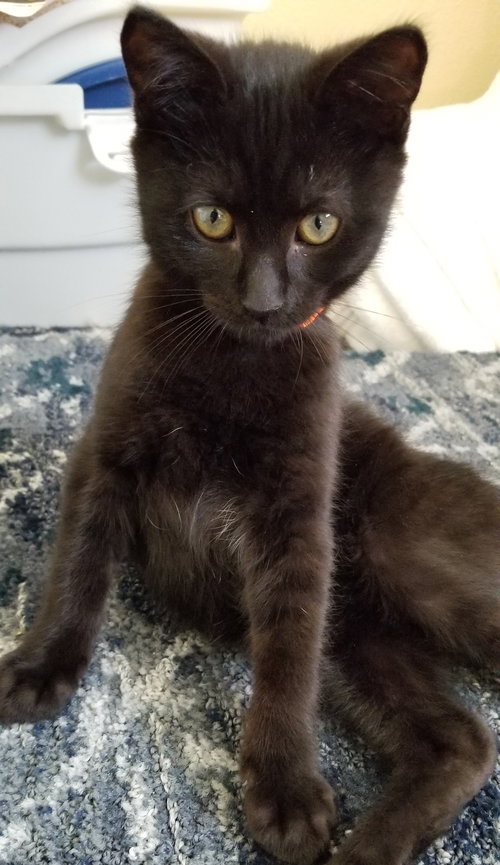 Annalisa and Ainsley - Sister kittens