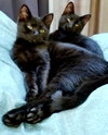 Annalisa and Ainsley - Sister kittens