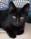 Annalisa and Ainsley - Sister kittens