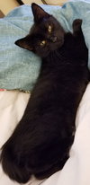Annalisa and Ainsley - Sister kittens