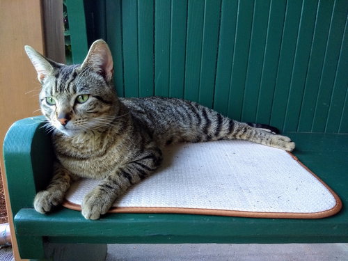FRITZ - Offered by Owner - Young Male