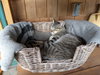 FRITZ - Offered by Owner - Young Male