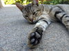 FRITZ - Offered by Owner - Young Male