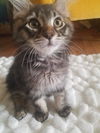 ROSS - Maine Coon Mix Kitten