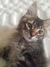 ROSS - Maine Coon Mix Kitten