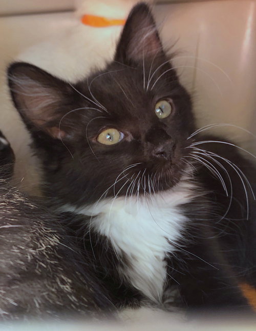MO and KEVIN-Playful, bonded brothers