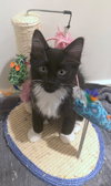 MO and KEVIN-Playful, bonded brothers