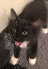 MO and KEVIN-Playful, bonded brothers