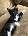MO and KEVIN-Playful, bonded brothers