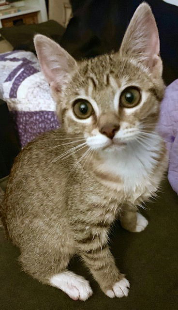 June Bug - playful and curious kitten