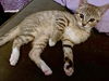 June Bug - playful and curious kitten
