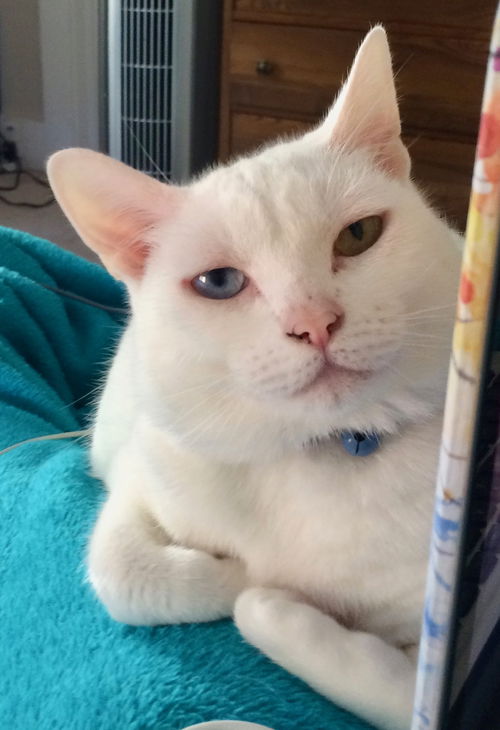MAI - Offered by Owner - Beautiful, Young and Deaf